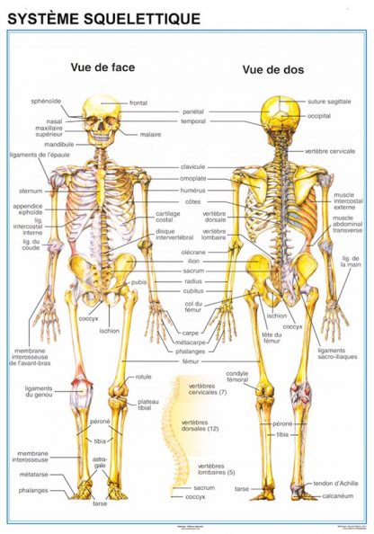Systeme Squelettique